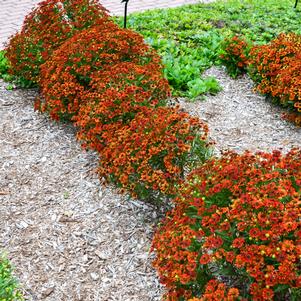 28 units available! Pre-Order Qty: 0