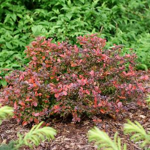 12 units available! Pre-Order Qty: 0