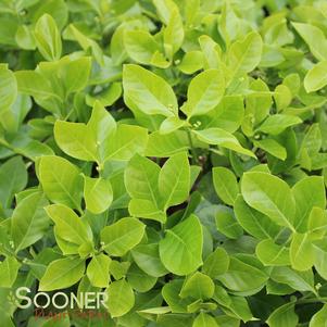 102 units available! Pre-Order Qty: 75