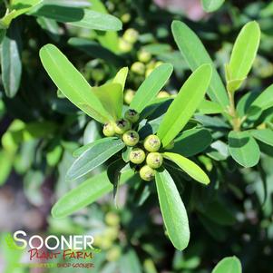 11 units available! Pre-Order Qty: 0