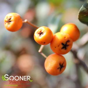 18 units available! Pre-Order Qty: 0