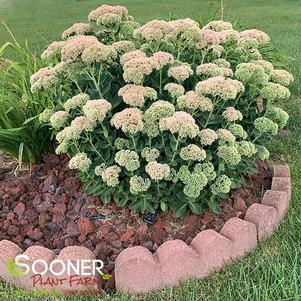 10 units available! Pre-Order Qty: 157