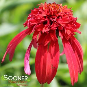 21 units available! Pre-Order Qty: 0