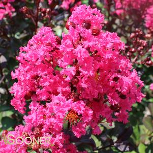 699 units available! Pre-Order Qty: 0