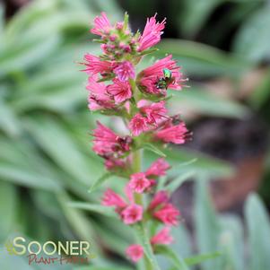 25 units available! Pre-Order Qty: 0