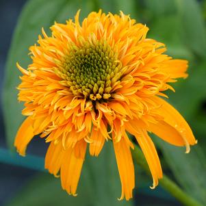 8 units available! Pre-Order Qty: 0