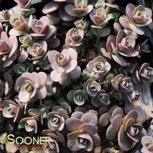 2 units available! Pre-Order Qty: 0