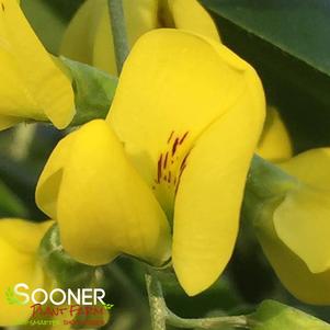 0 units available! Pre-Order Qty: 1