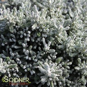 0 units available! Pre-Order Qty: 14