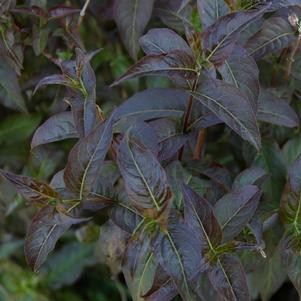 412 units available! Pre-Order Qty: 0