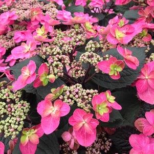 6 units available! Pre-Order Qty: 0