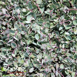 32 units available! Pre-Order Qty: 0