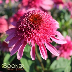 12 units available! Pre-Order Qty: 0