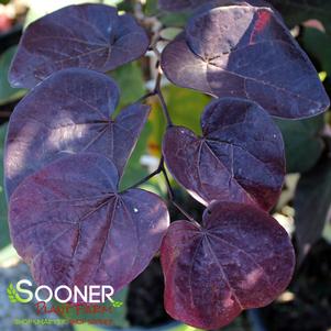 54 units available! Pre-Order Qty: 0