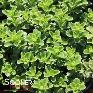 364 units available! Pre-Order Qty: 0