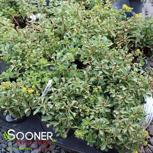 30 units available! Pre-Order Qty: 0