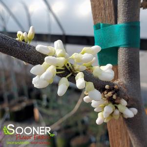 7 units available! Pre-Order Qty: 0