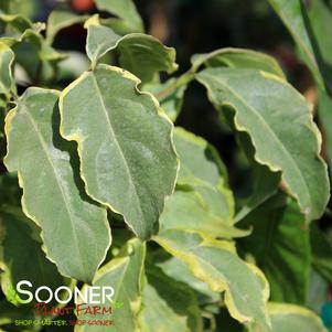 0 units available! Pre-Order Qty: 2