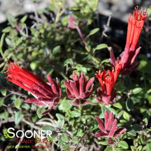 0 units available! Pre-Order Qty: 5