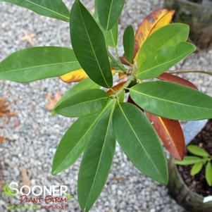 10 units available! Pre-Order Qty: 0