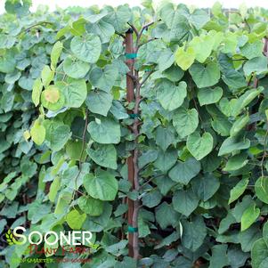 155 units available! Pre-Order Qty: 0