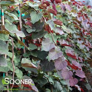 81 units available! Pre-Order Qty: 0