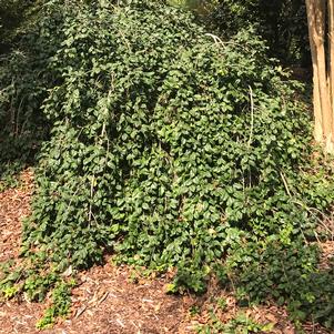 323 units available! Pre-Order Qty: 0