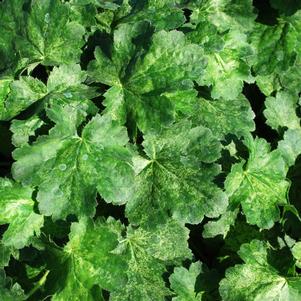 10 units available! Pre-Order Qty: 0