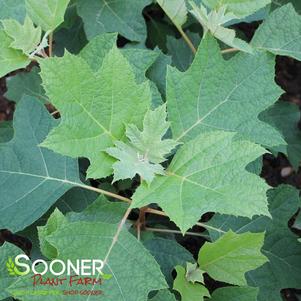 296 units available! Pre-Order Qty: 0