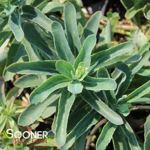 20 units available! Pre-Order Qty: 0