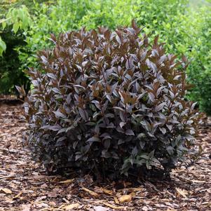 1 units available! Pre-Order Qty: 1