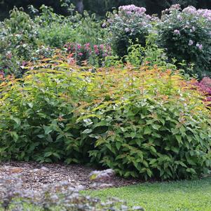 9 units available! Pre-Order Qty: 0