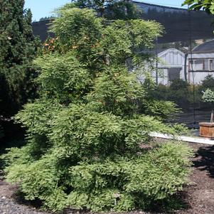 0 units available! Pre-Order Qty: 3