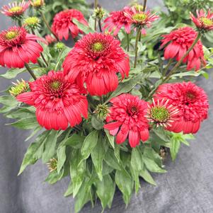 26 units available! Pre-Order Qty: 0