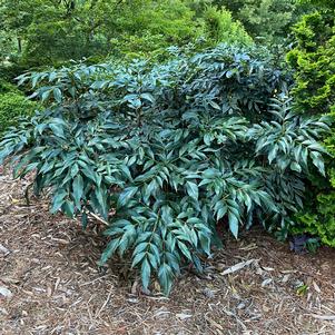 4 units available! Pre-Order Qty: 0