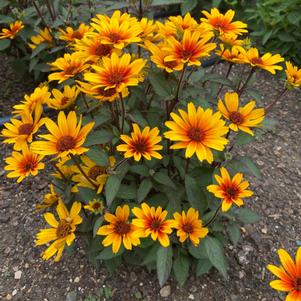 0 units available! Pre-Order Qty: 40