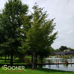 108 units available! Pre-Order Qty: 0