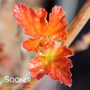 1 units available! Pre-Order Qty: 0