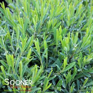 281 units available! Pre-Order Qty: 0