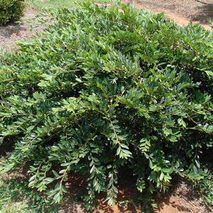 316 units available! Pre-Order Qty: 0