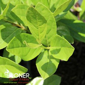 17 units available! Pre-Order Qty: 0