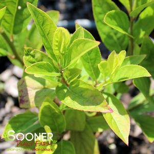 488 units available! Pre-Order Qty: 0