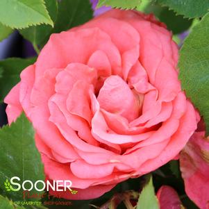 4 units available! Pre-Order Qty: 0