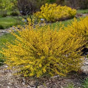 269 units available! Pre-Order Qty: 0