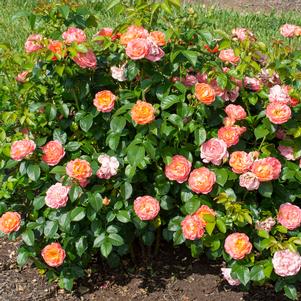 1430 units available! Pre-Order Qty: 0