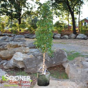 28 units available! Pre-Order Qty: 0