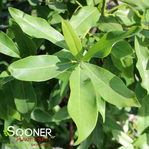 39 units available! Pre-Order Qty: 0