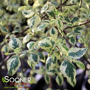 0 units available! Pre-Order Qty: 1