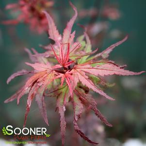 0 units available! Pre-Order Qty: 6