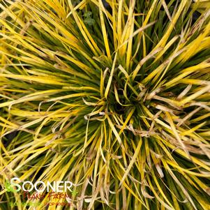 700 units available! Pre-Order Qty: 0